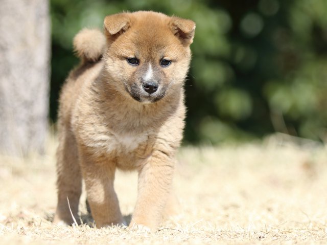 FP5A1612-puppy FP5A1612-puppy