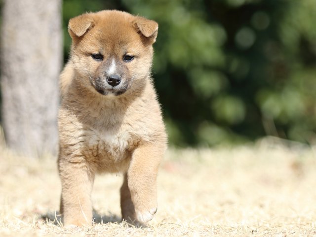 FP5A1616-puppy FP5A1616-puppy