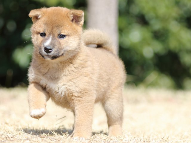 FP5A1624-puppy FP5A1624-puppy