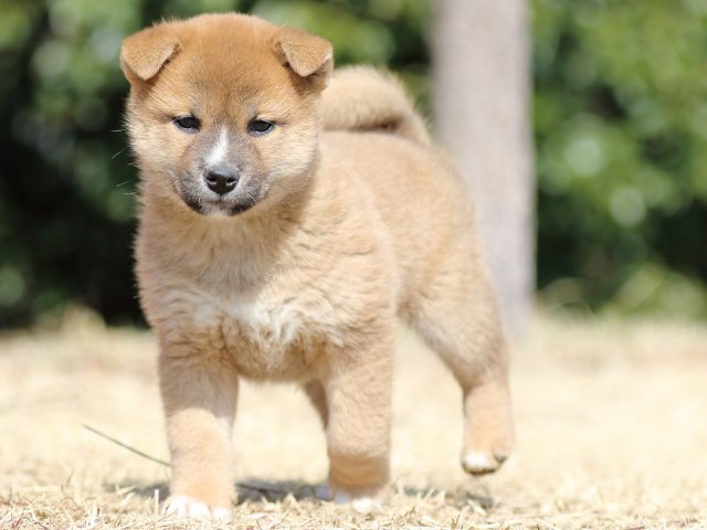 FP5A1631-puppy FP5A1631-puppy
