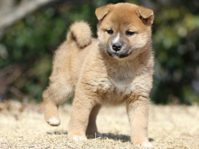 FP5A1665-puppy FP5A1665-puppy