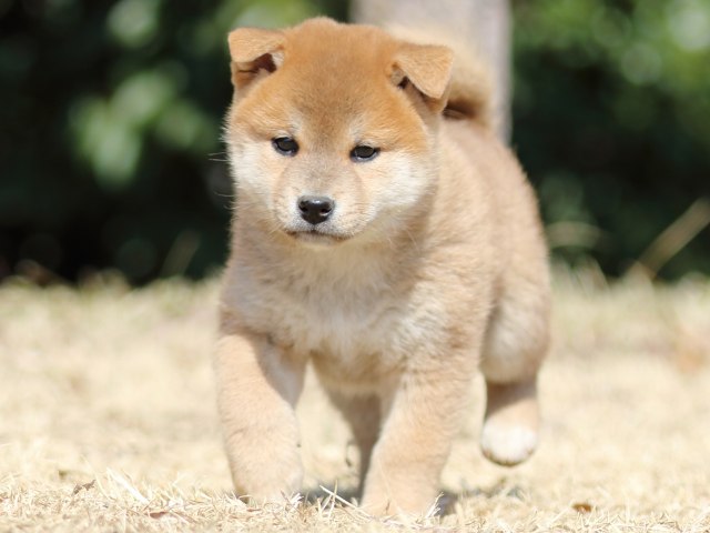 FP5A1702-puppy FP5A1702-puppy