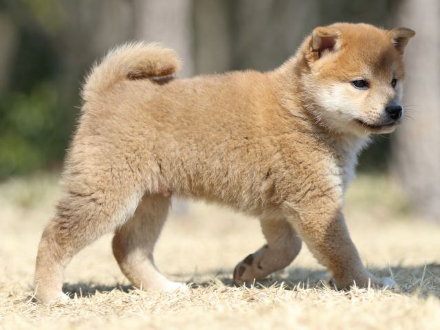 FP5A1726-puppy FP5A1726-puppy