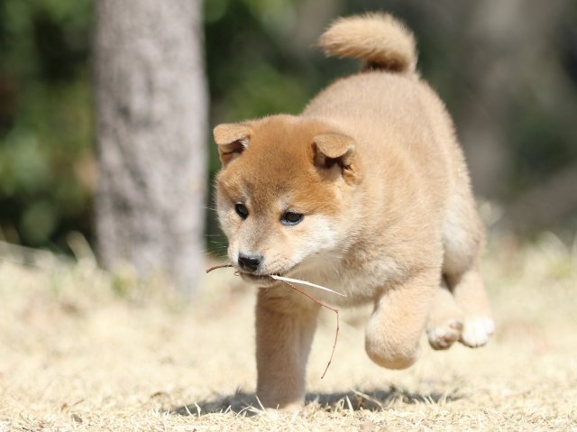 FP5A1768-puppy FP5A1768-puppy