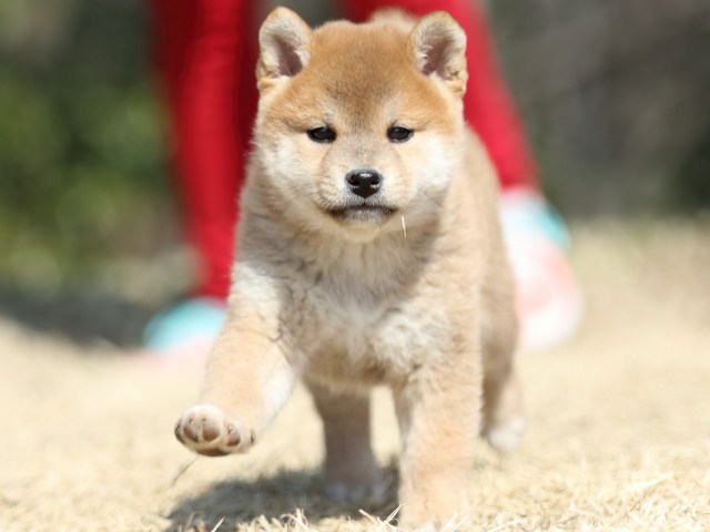 FP5A1836-puppy FP5A1836-puppy