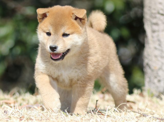 FP5A1874-puppy FP5A1874-puppy