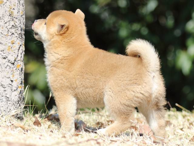 FP5A1881-puppy FP5A1881-puppy