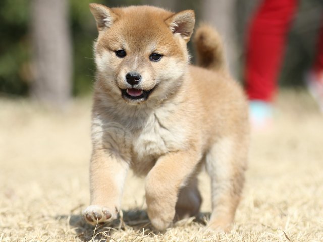 FP5A2010-puppy FP5A2010-puppy
