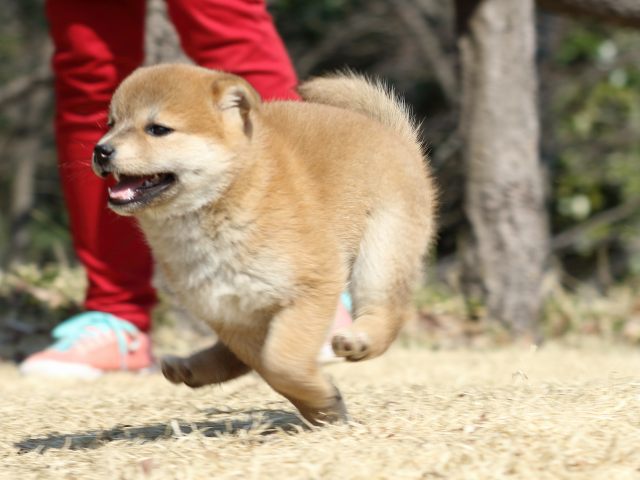 FP5A2025-puppy FP5A2025-puppy