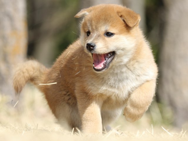 FP5A2073-puppy FP5A2073-puppy
