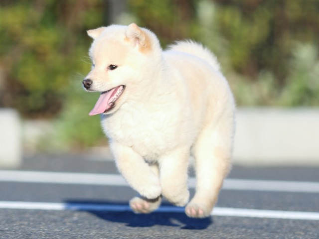 FP5A2208-puppy FP5A2208-puppy