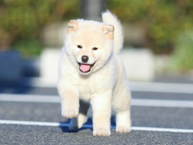 FP5A2216-puppy FP5A2216-puppy