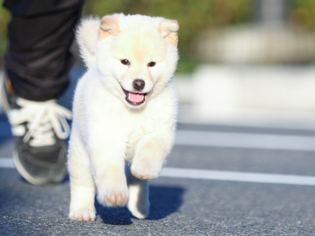 FP5A2222-puppy FP5A2222-puppy