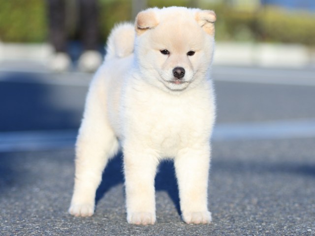 FP5A2239-puppy FP5A2239-puppy