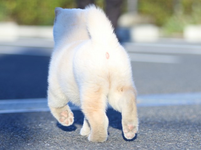 FP5A2244-puppy FP5A2244-puppy
