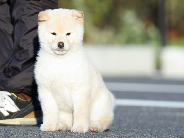 FP5A2263-puppy FP5A2263-puppy