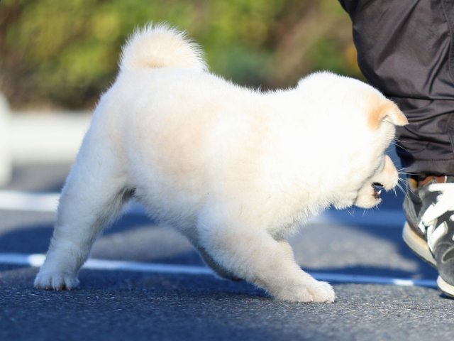 FP5A2277-puppy FP5A2277-puppy