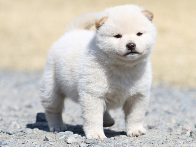 FP5A2649-puppy FP5A2649-puppy
