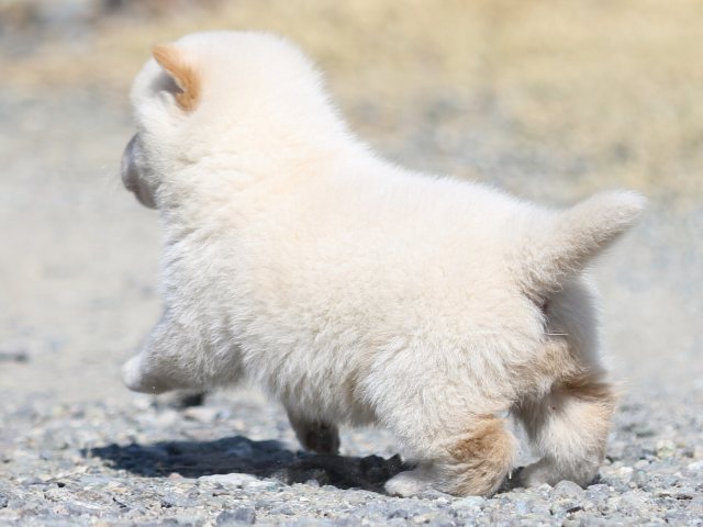 FP5A2657-puppy FP5A2657-puppy