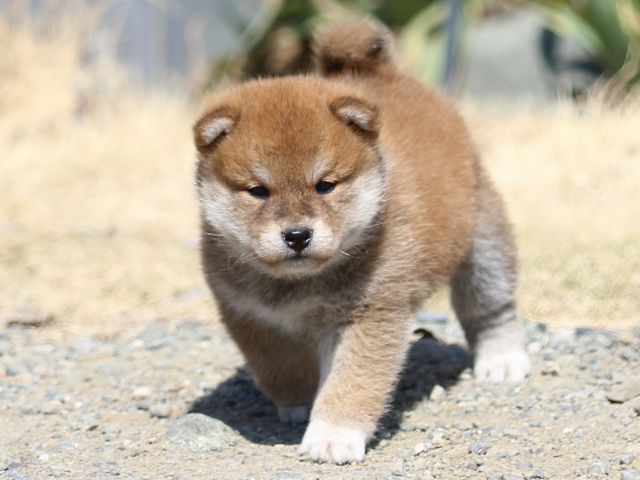 FP5A2666-puppy FP5A2666-puppy