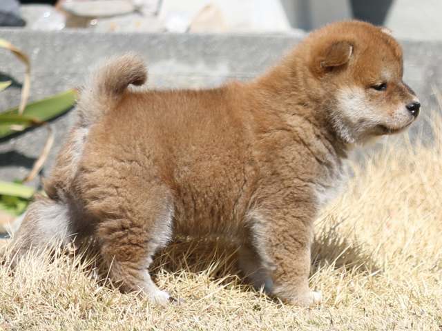 FP5A2691-puppy FP5A2691-puppy