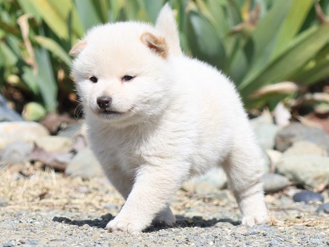 FP5A2723-puppy FP5A2723-puppy