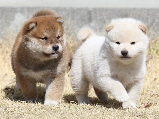 FP5A2749-puppy FP5A2749-puppy