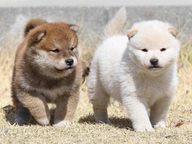 FP5A2750-puppy FP5A2750-puppy