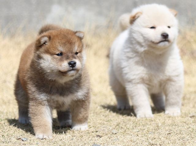 FP5A2755-puppy FP5A2755-puppy