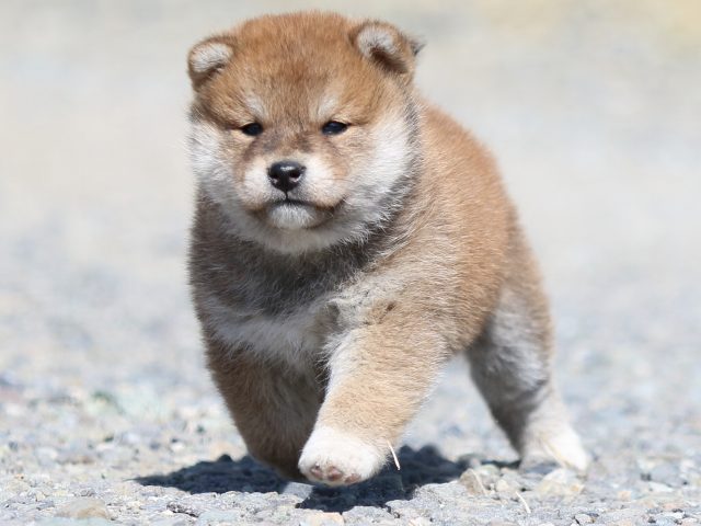 FP5A2774-puppy FP5A2774-puppy