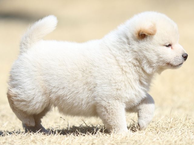 FP5A2825-puppy FP5A2825-puppy