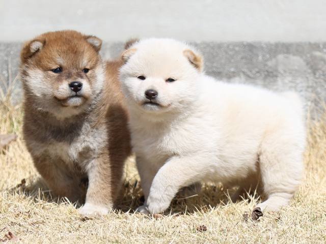 FP5A2832-puppy FP5A2832-puppy