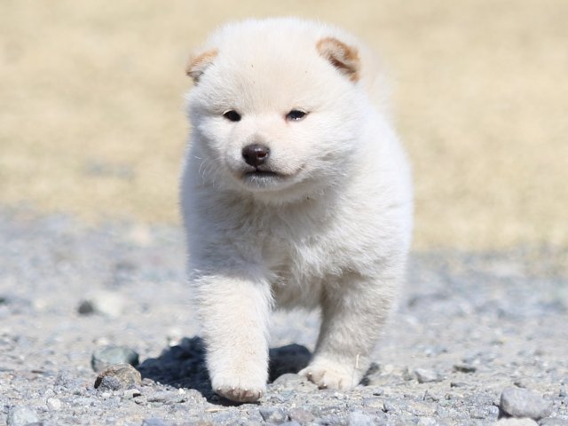 FP5A2855-puppy FP5A2855-puppy