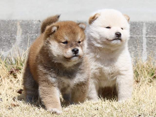 FP5A2870-puppy FP5A2870-puppy