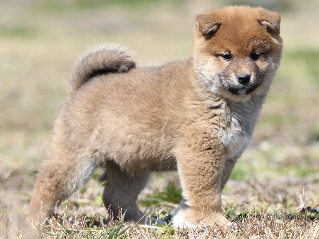 FP5A3159-puppy FP5A3159-puppy
