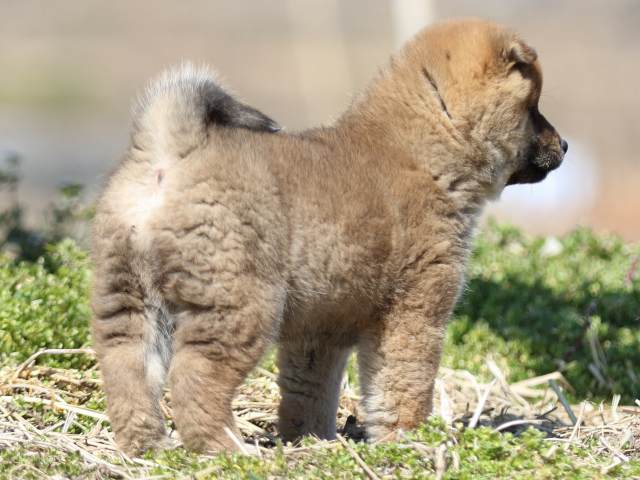 FP5A3166-puppy FP5A3166-puppy