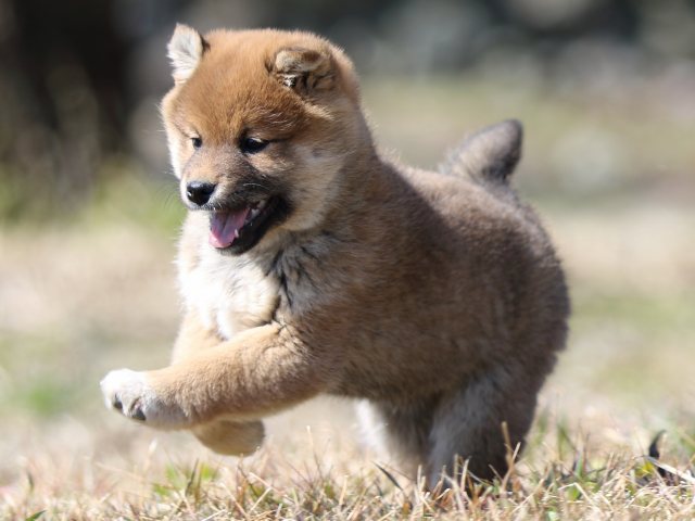 FP5A3208-puppy FP5A3208-puppy
