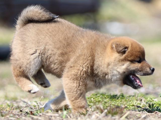 FP5A3224-puppy FP5A3224-puppy