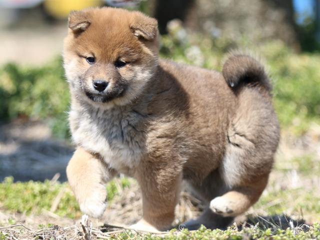 FP5A3234-puppy FP5A3234-puppy