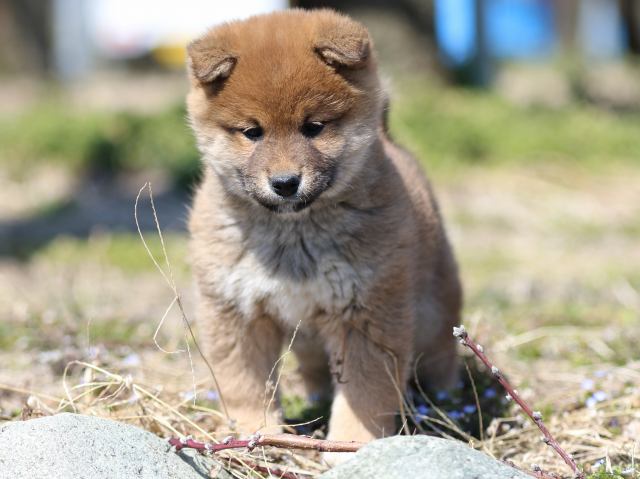 FP5A3251-puppy FP5A3251-puppy