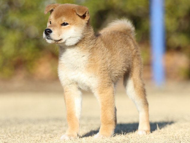 FP5A3293-puppy FP5A3293-puppy
