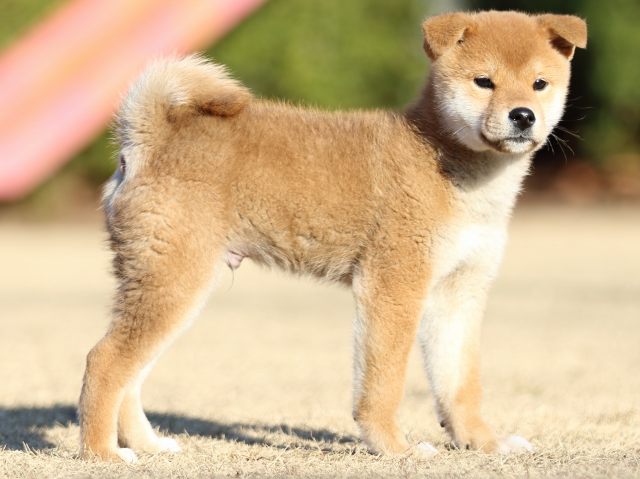 FP5A3306-puppy FP5A3306-puppy