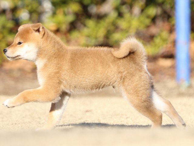 FP5A3339-puppy FP5A3339-puppy