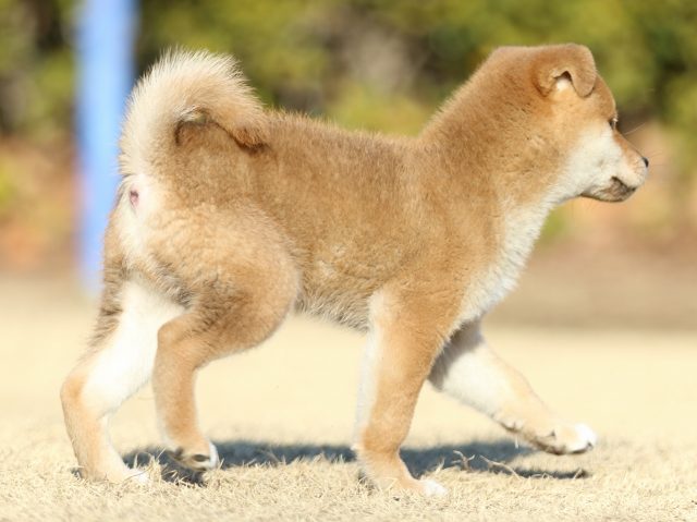 FP5A3354-puppy FP5A3354-puppy