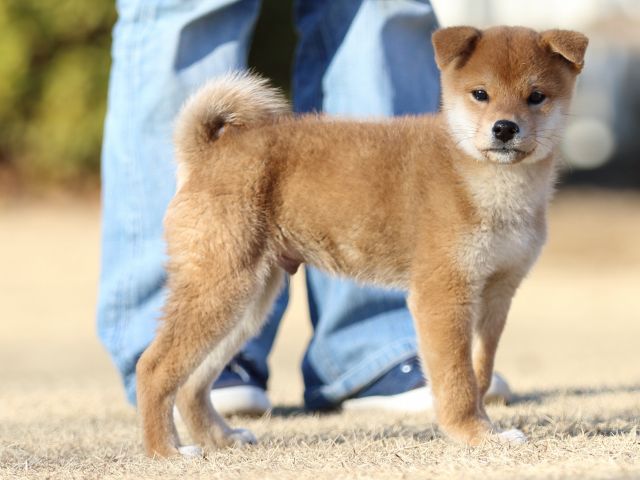 FP5A3400-puppy FP5A3400-puppy