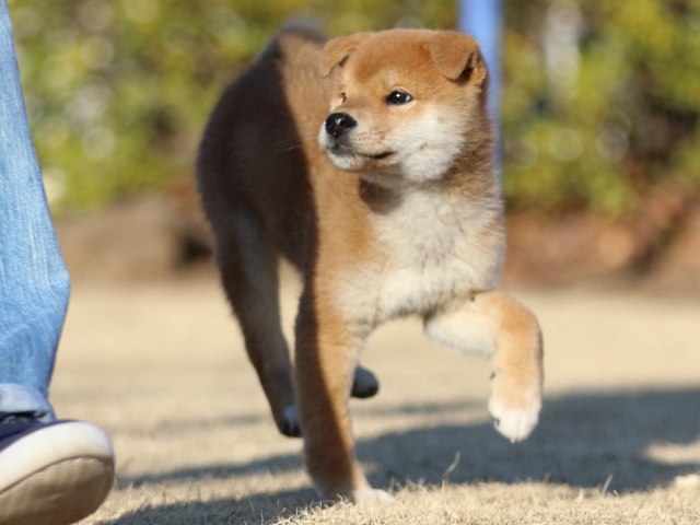 FP5A3407-puppy FP5A3407-puppy