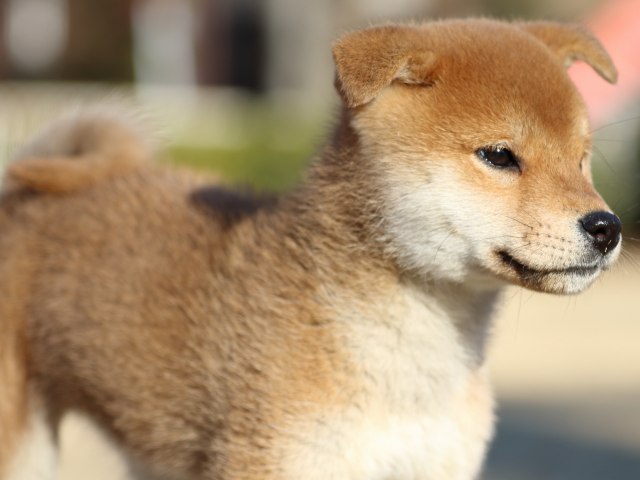 FP5A3408-puppy FP5A3408-puppy