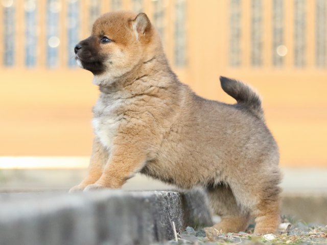 FP5A3425-puppy FP5A3425-puppy