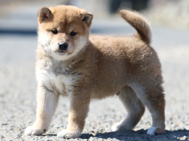 FP5A3437-puppy FP5A3437-puppy