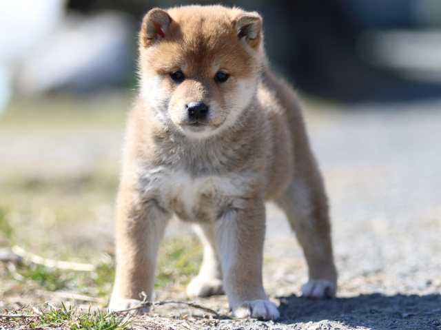 FP5A3446-puppy FP5A3446-puppy